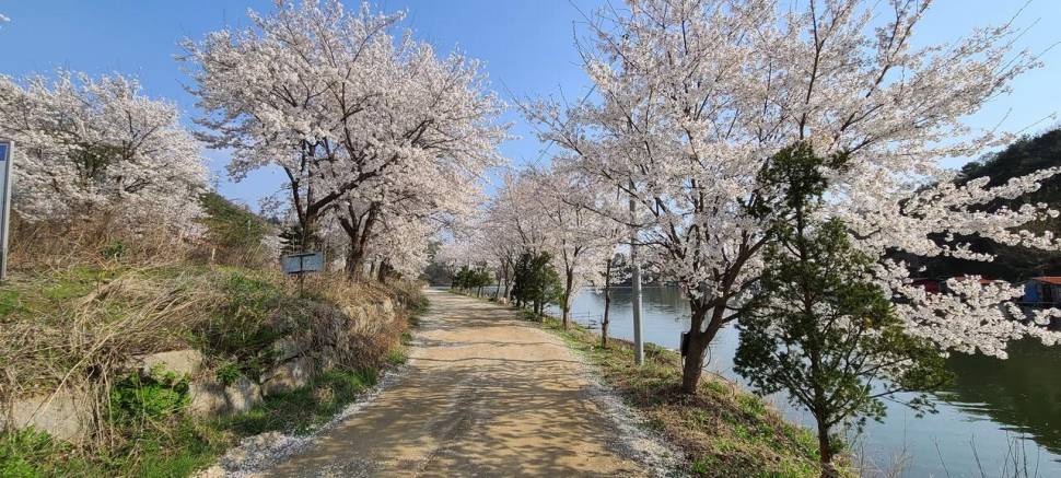 4월둘째주 양평 힐링 수곡낚시터 조황 붕어방류 (유료터정보 - 유료터점주조황)