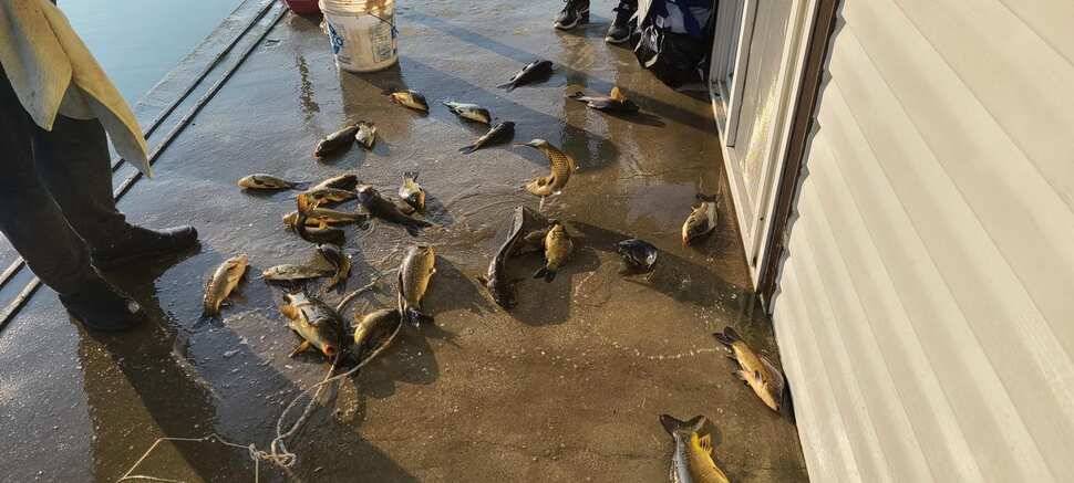 공주 고성낚시터 입니다 (유료터정보 - 유료터점주조황)