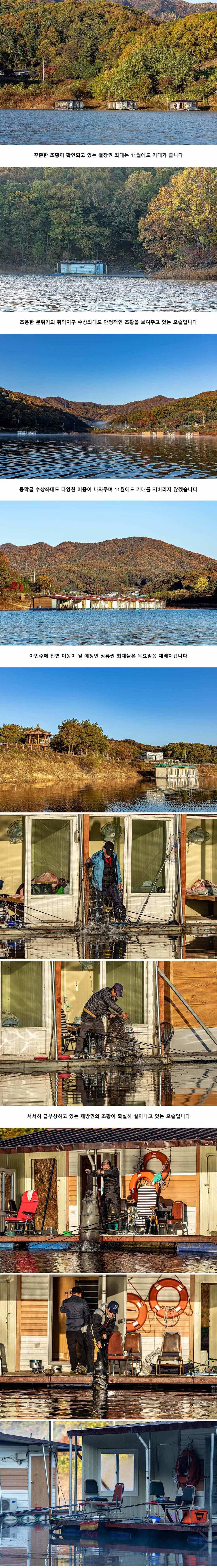 안성 두메낚시터 11월 4일 조황정보 (유료터정보 - 유료터점주조황)