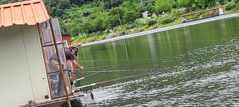 힐링 양평낚시터 수곡낚시터 어제도 고르게 잘 나와주었네요 (유료터정보 - 유료터점주조황)