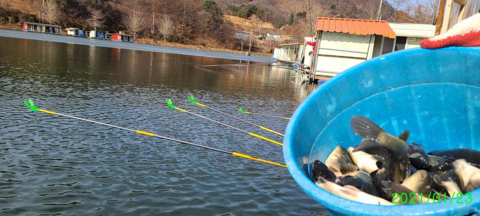 동절기 붕어물낚시 수곡낚시터 주후반 주말 조황이 좀더 늘어났습니다 (유료터정보 - 유료터점주조황)