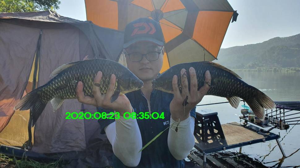 신원낚시터 8월27일 토종붕어 45짜리와 덩어리들 사진입니다 (유료터정보 - 유료터점주조황)
