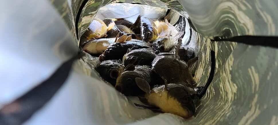 공주 고성낚시터 입니다 (유료터정보 - 유료터점주조황)