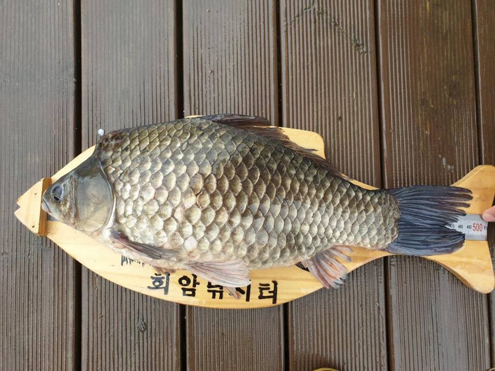 안성 회암지 조황정보 올해 처음 5짜 붕어 나왔네요 (유료터정보 - 유료터점주조황)