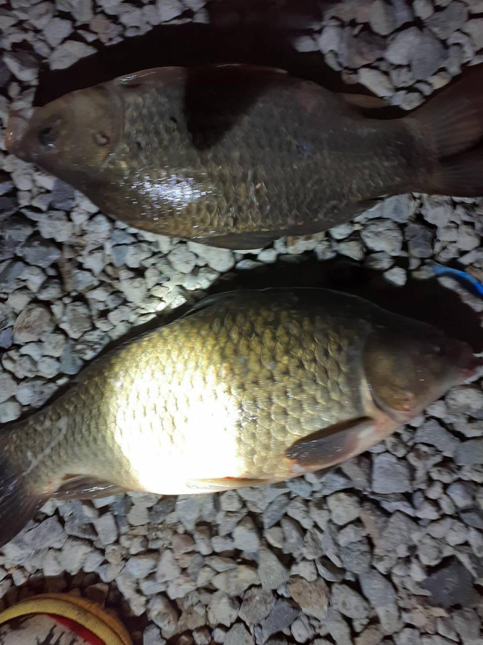 경주동산낚시터붕어 전용잡이터지난주 조황 (유료터정보 - 유료터점주조황)