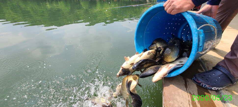 수곡지 양평 수곡낚시터 5월네째주 주말 조황 입질시간대 파악이 중요한듯합니다 (유료터정보 - 유료터점주조황)