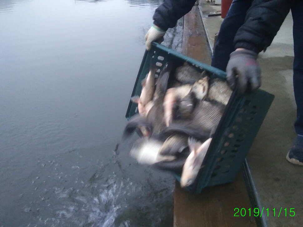 수곡낚시터 오늘도 자연산 토종붕어 방류 조황안내 및 노지잔교 비닐천막 설치 완료 (유료터정보 - 유료터점주조황)