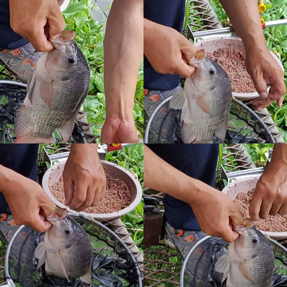 날씨까지 우리편 (유료터정보 - 유료터점주조황)