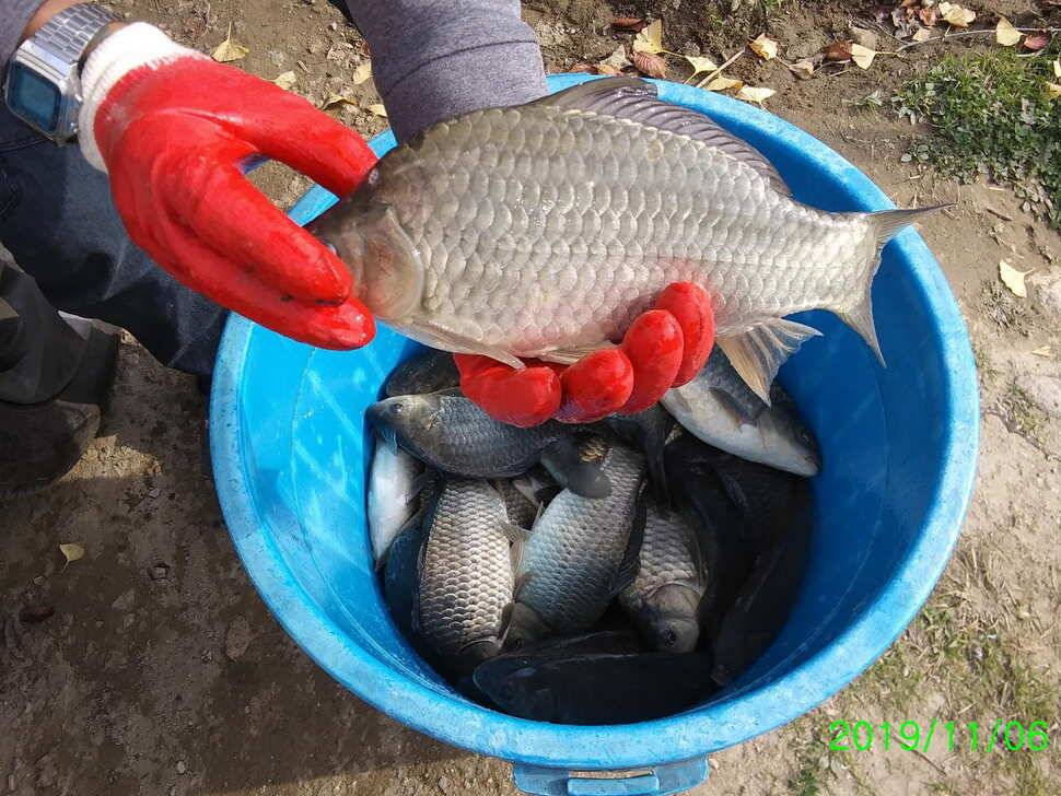 수곡낚시터 오늘도 붕어 대량 하였으며 조황소식 안내드립니다 (유료터정보 - 유료터점주조황)