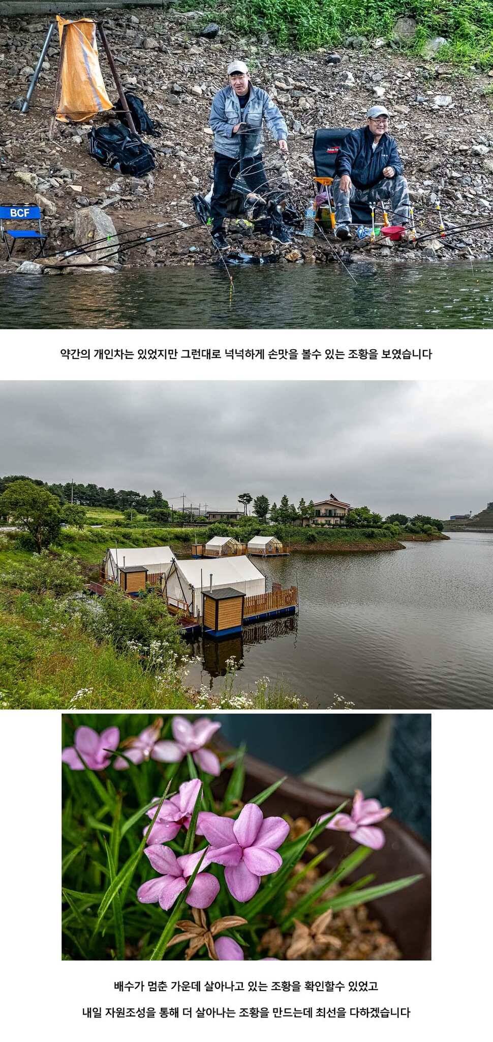 안성 두메낚시터 6월 26일 조황정보 (유료터정보 - 유료터점주조황)