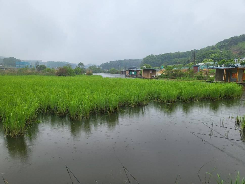 당진 가교리 낚시터 5월 6일 조황입니다 (유료터정보 - 유료터점주조황)