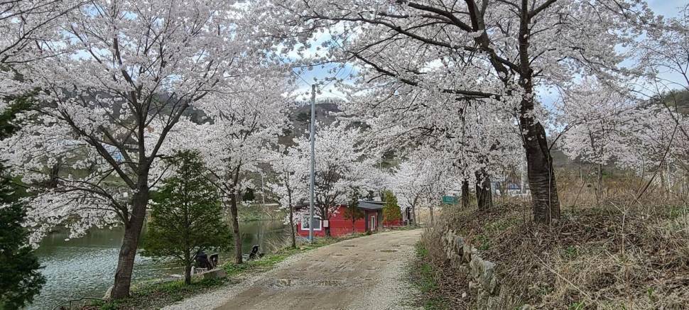멋진풍광속 힐링 수곡낚시터 월화 주초 조황 및 붕어 방류 안내 (유료터정보 - 유료터점주조황)