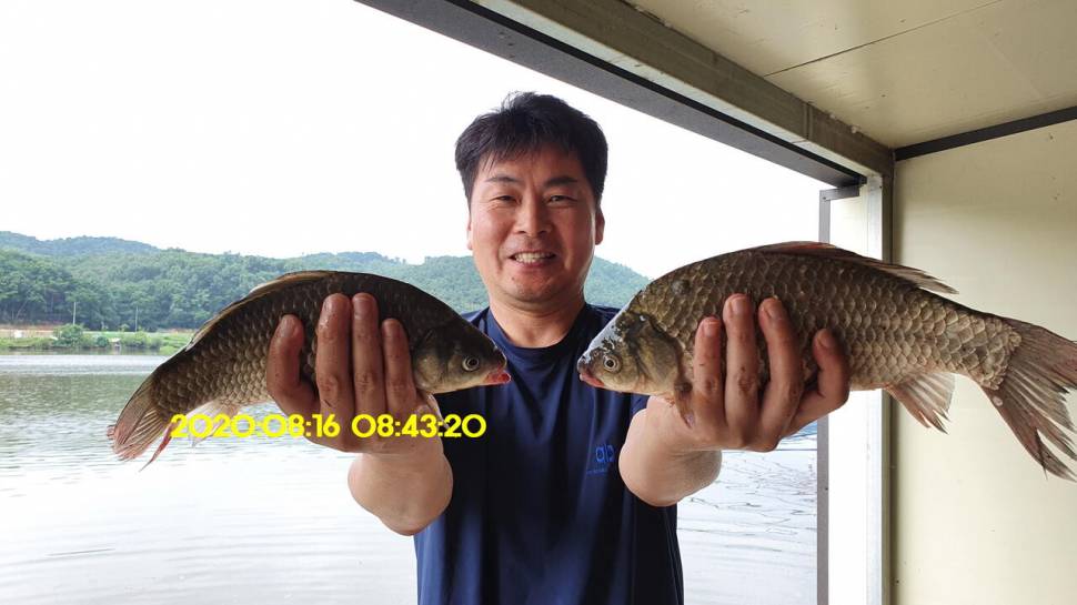 신원낚시터 8월16일 토종붕어 4짜와 덩어리 사진입니다 (유료터정보 - 유료터점주조황)