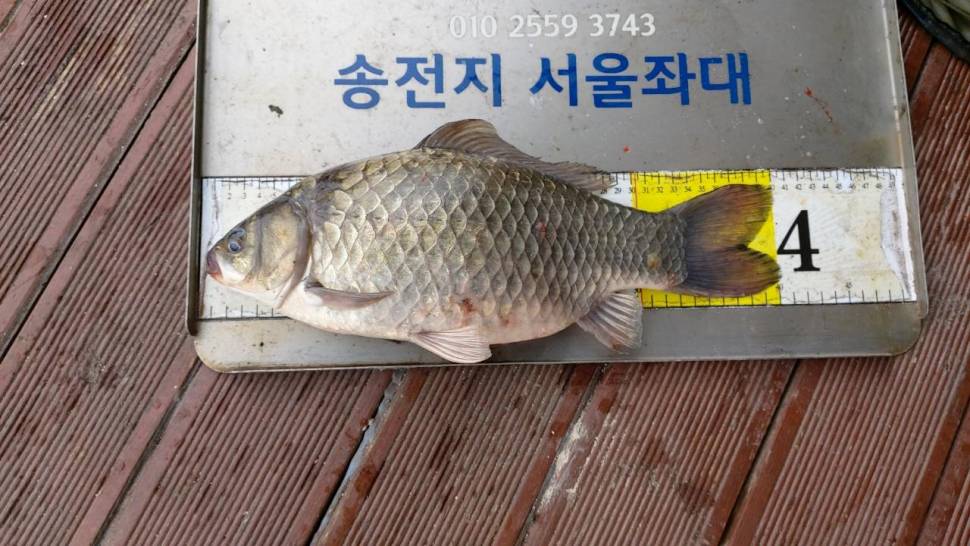 송전지서울좌대7월15일조황 (유료터정보 - 유료터점주조황)
