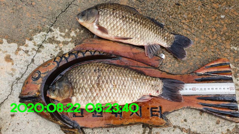 신원낚시터 8월27일 토종붕어 45짜리와 덩어리들 사진입니다 (유료터정보 - 유료터점주조황)
