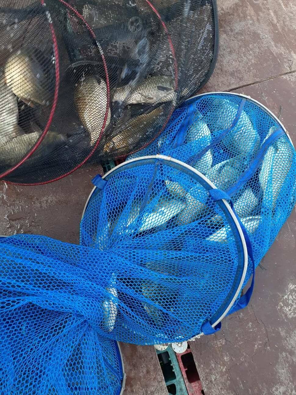 경주 동산낚시터붕어 전용잡이터지난주 조황 (유료터정보 - 유료터점주조황)