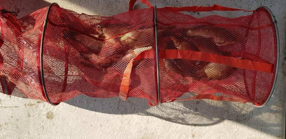 양평 수곡낚시터 개장기념품 지급수상좌대 할인요금 안내 및 주중 조황 안내 (유료터정보 - 유료터점주조황)