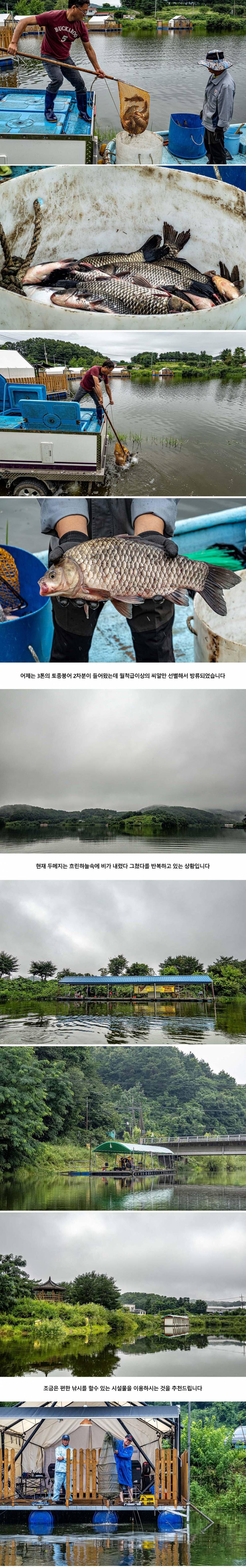 안성 두메낚시터 7월 29일 조황정보 (유료터정보 - 유료터점주조황)