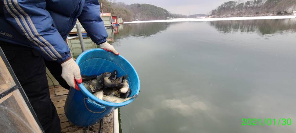 동절기 힐링붕어낚시 수곡낚시터 주후반주말 조황 붕어방류 (유료터정보 - 유료터점주조황)