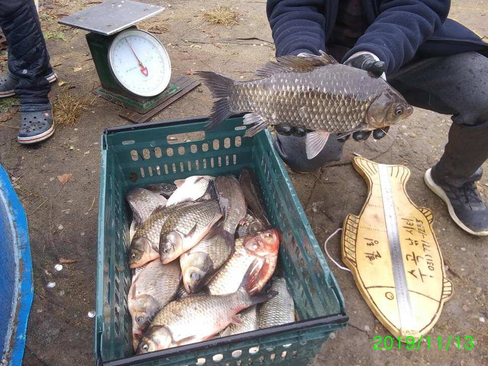 양평 힐링 수곡 낚시터 오늘도 자연산 대물붕어 방류 및 화요일 조황 안내 (유료터정보 - 유료터점주조황)