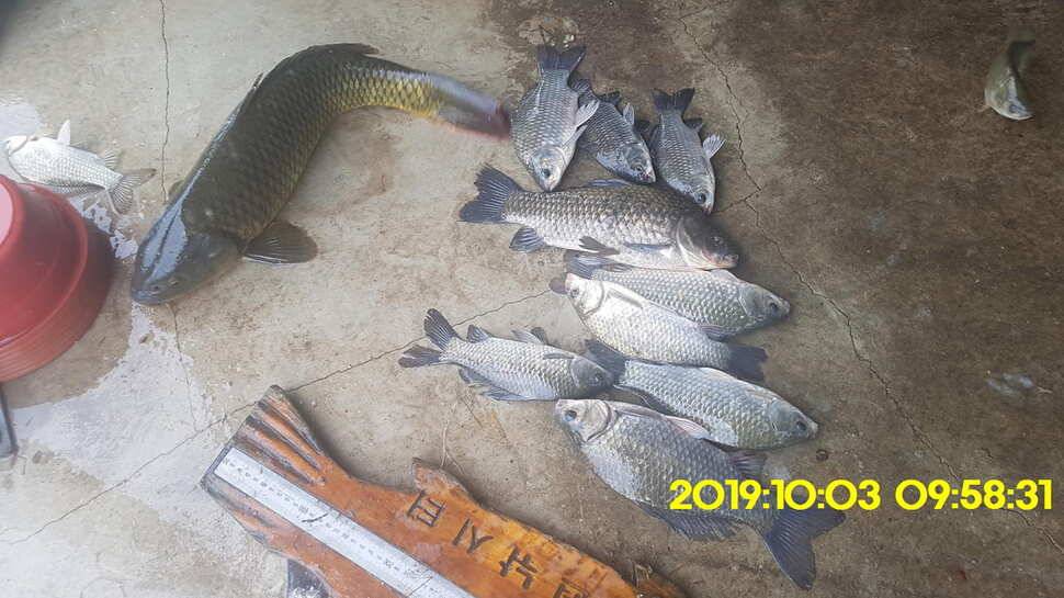 용인 신원낚시터 토종대물48짜리 구경하고 가시겠습니다 (유료터정보 - 유료터점주조황)