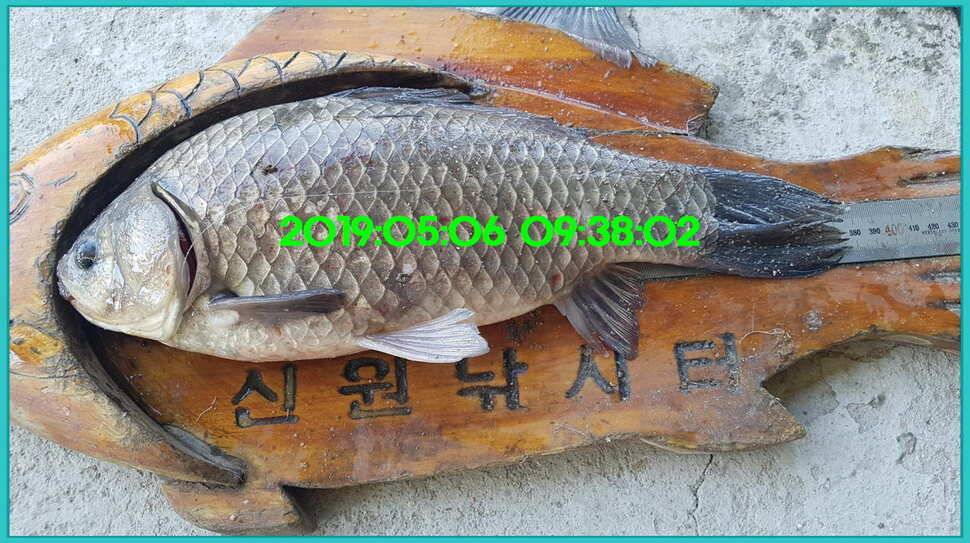 신원낚시터 토종대물 덩어리와 4짜가 계속 나옵니다쭉 (유료터정보 - 유료터점주조황)