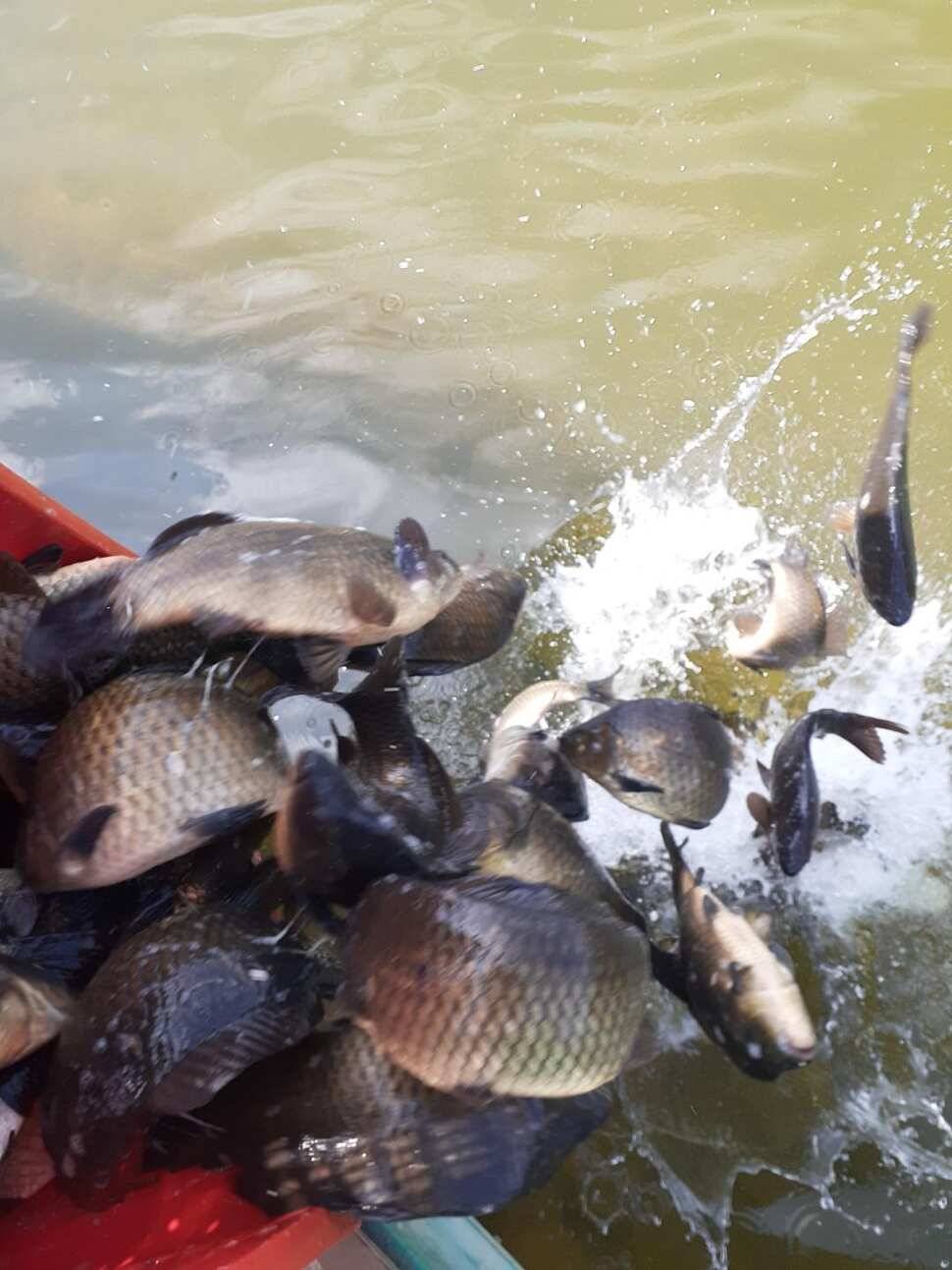 경주 동산낚시터붕어 전용잡이터지난주 조황 (유료터정보 - 유료터점주조황)