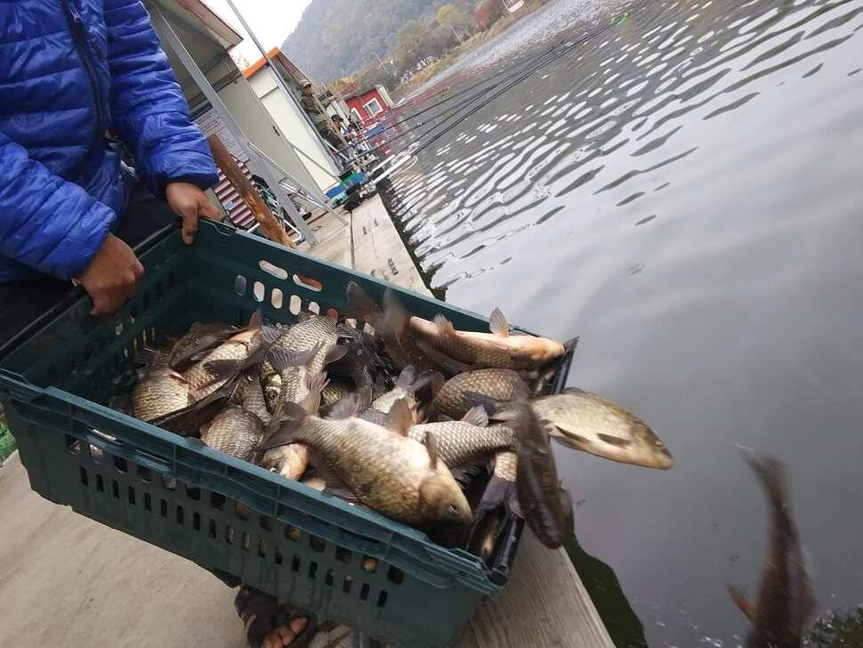 양평 수곡낚시터 자연산 토종붕어 방류 및 주말 조황 안내 (유료터정보 - 유료터점주조황)