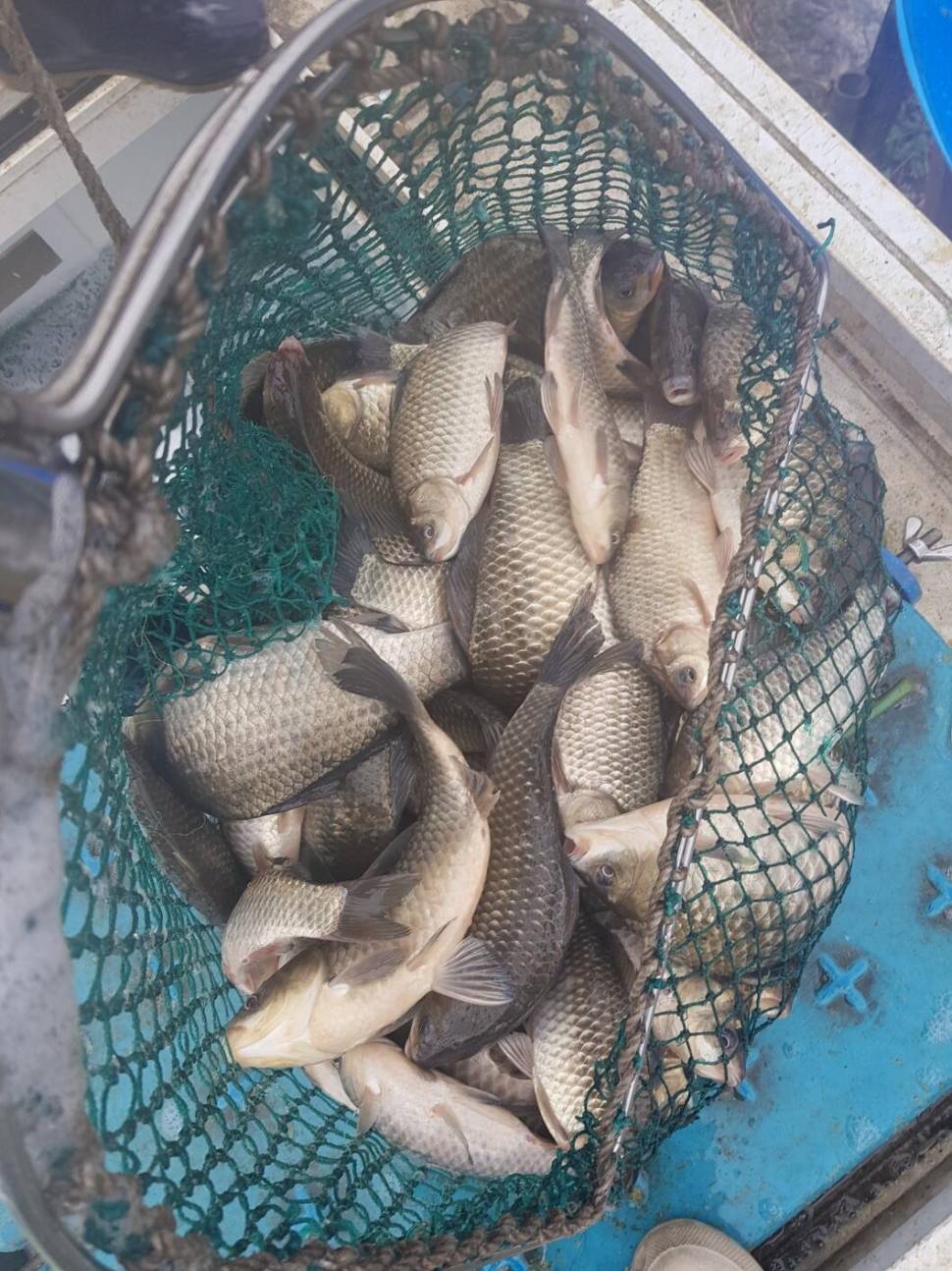 충북 괴산군 오가리 낚시터 4월 6일 개장 맞이 토종붕어 대량 방류 하였습니다 (유료터정보 - 유료터점주조황)