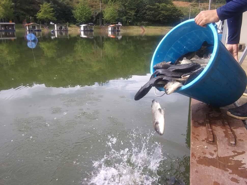 양평 힐링 수곡낚시터 어제 조황도 큰편차없이 고르게 괜찬았습니다 내일도 붕어방류 이어집니다 (유료터정보 - 유료터점주조황)