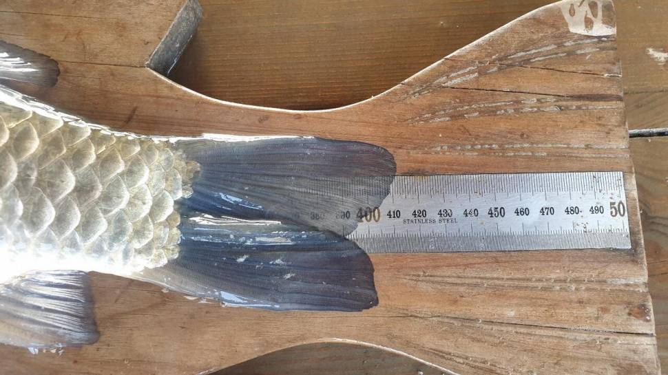 고삼지 평일 덩어리 사짜에 화끈한 조황 (유료터정보 - 유료터점주조황)