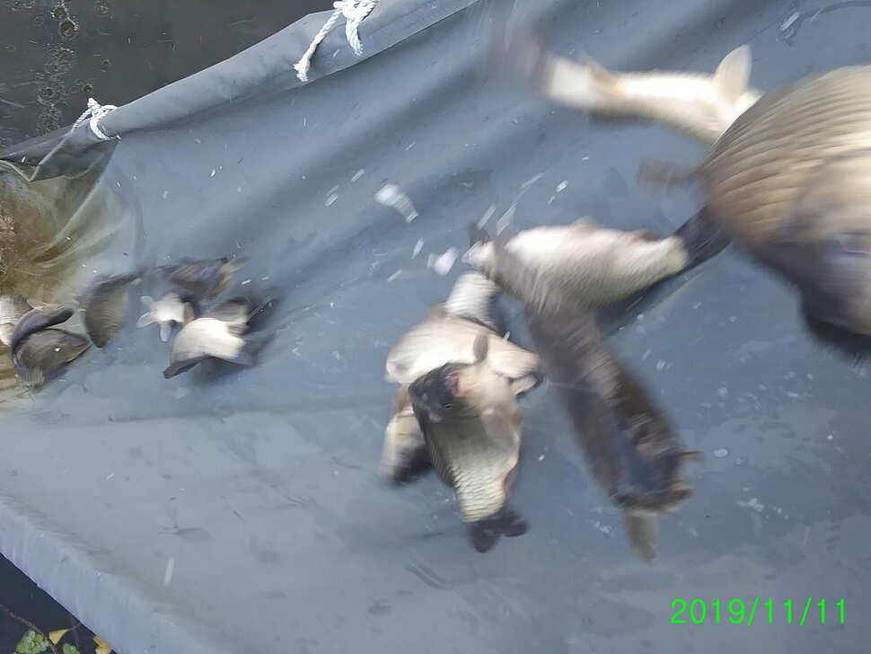 양평 수곡낚시터 오늘 붕어 대량 방류 및 조황 안내1111 (유료터정보 - 유료터점주조황)