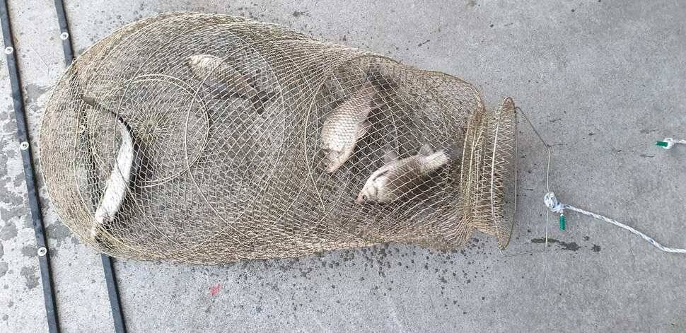 공주 고성낚시터 입니다 (유료터정보 - 유료터점주조황)