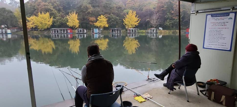 11월 첫주월요일 가을양평 수곡낚시터 조황 및 붕어 금일 방류 (유료터정보 - 유료터점주조황)