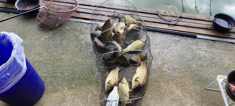 9월 첫날 양평 수곡낚시터 고르고 꾸준한 조황이며 금일 방류 완료 (유료터정보 - 유료터점주조황)