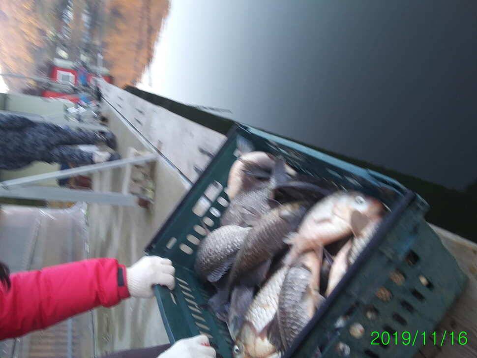 양평 수곡낚시터 자연산 4짜붕어 포함 대량 방류 및 노지 잔교 천막설치 완료하였습니다 (유료터정보 - 유료터점주조황)
