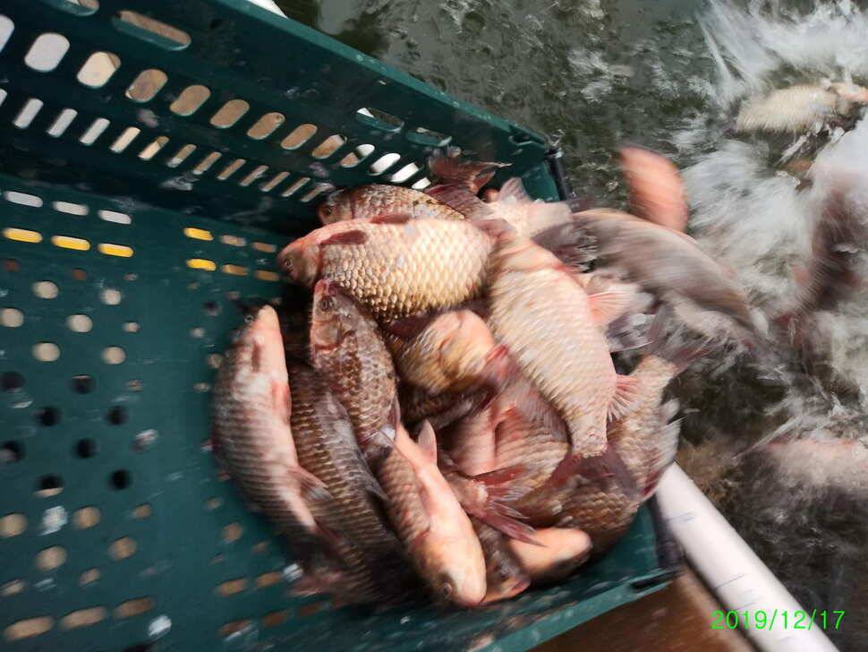 수곡낚시터 토종붕어 대량 방류 완료 및 붕어 조황도 좀더 좋아지네요 (유료터정보 - 유료터점주조황)