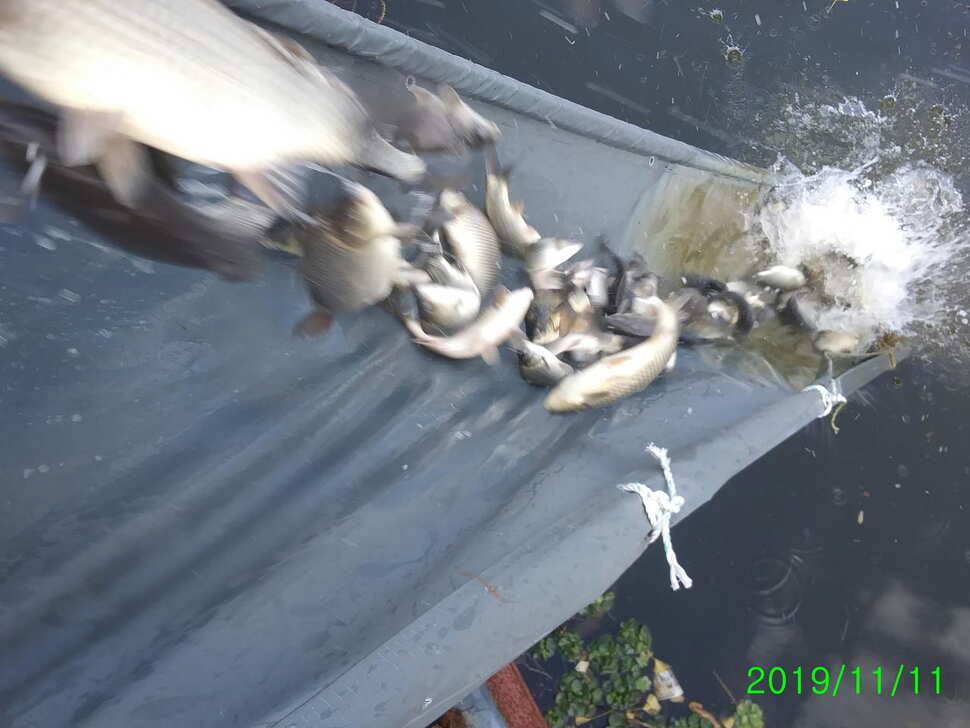 양평 수곡낚시터 오늘 붕어 대량 방류 및 조황 안내1111 (유료터정보 - 유료터점주조황)