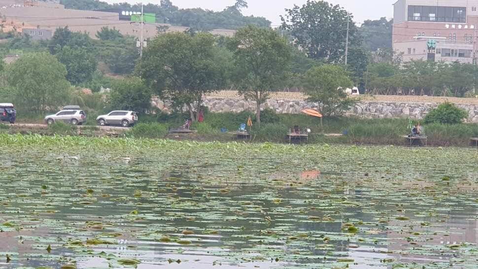 아산 명품 월랑낚시터 6월 두번째 조황이야기입니다 (유료터정보 - 유료터점주조황)