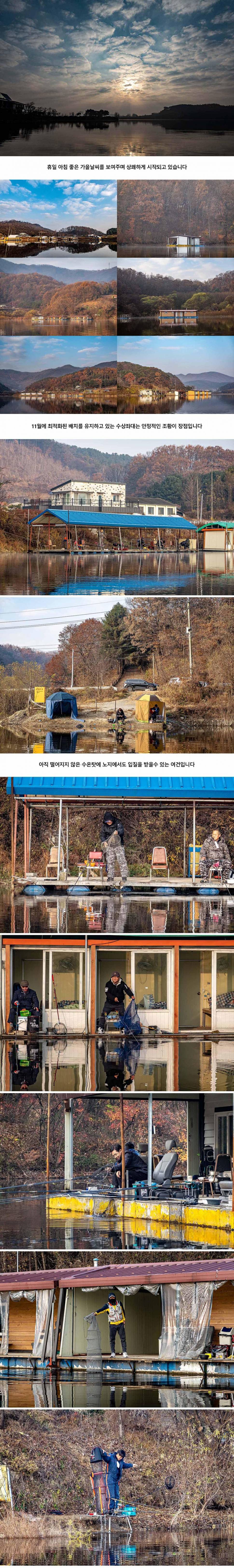 안성 두메낚시터 11월 15일 조황정보 (유료터정보 - 유료터점주조황)