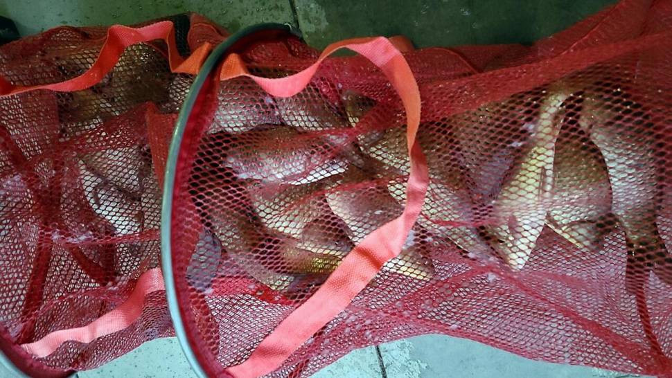 반제지 조황정보입니다 (유료터정보 - 유료터점주조황)