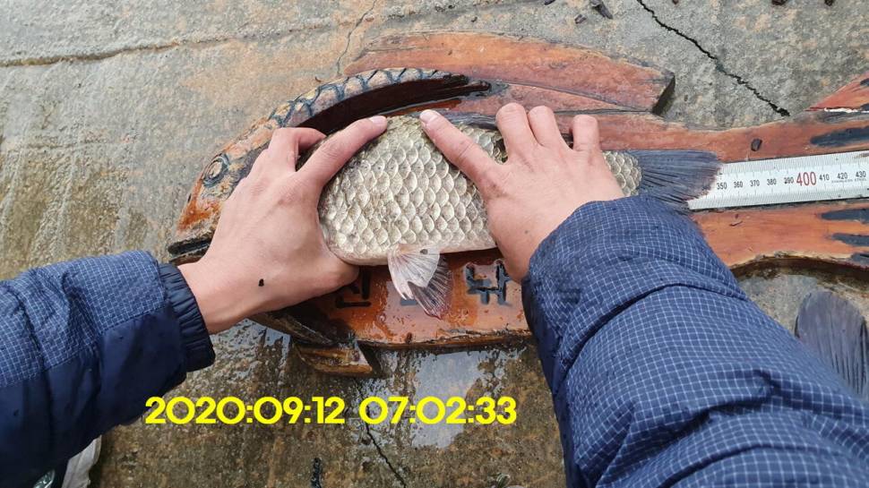 신원낚시터 9월16일 토종붕어 43짜리와 덩어리들 사진입니다 (유료터정보 - 유료터점주조황)