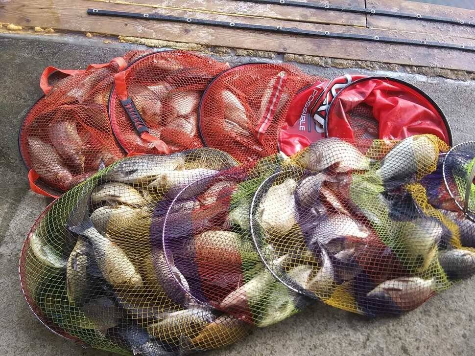수곡낚시터 어제 대박조황과 함께 고른 조황이 이어졌고 오늘 토종붕어 포함 방류합니다 (유료터정보 - 유료터점주조황)