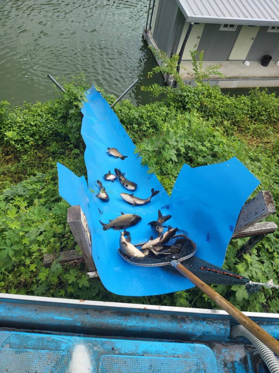 충북 괴산 오가리낚시터 8월 23일 정기 붕어 입어모습입니다 (유료터정보 - 유료터점주조황)