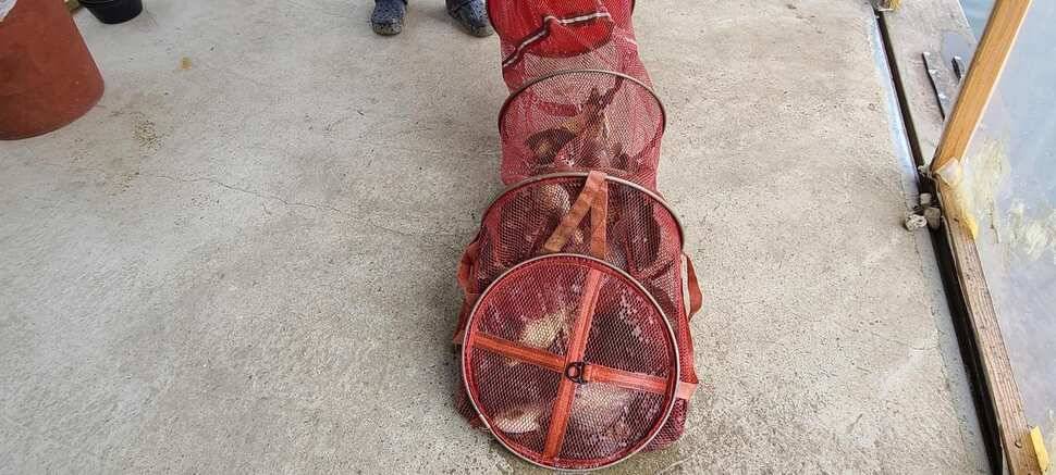 수곡낚시터 상중하류권 모두 고른 조황이 이어집니다 (유료터정보 - 유료터점주조황)