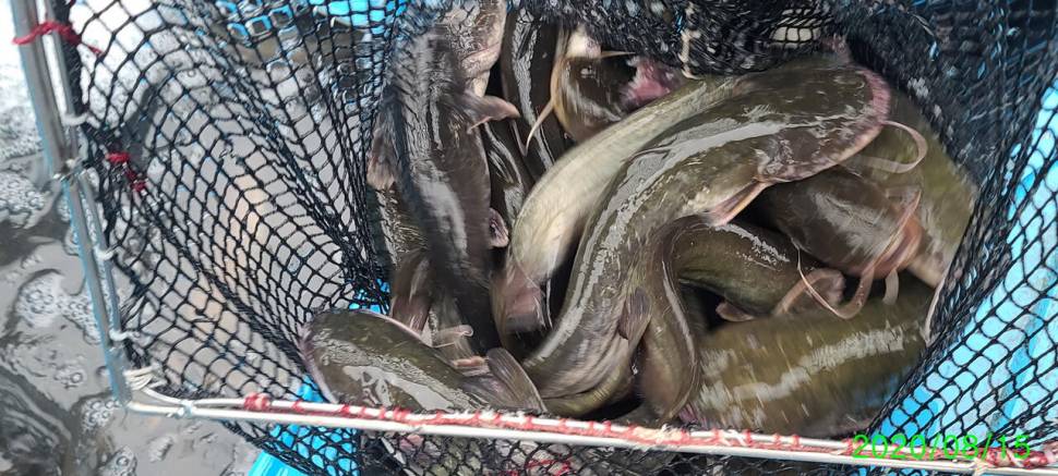 여름 붕어낚시 양평 수곡낚시터 주말 조황 붕어방류 안내 (유료터정보 - 유료터점주조황)