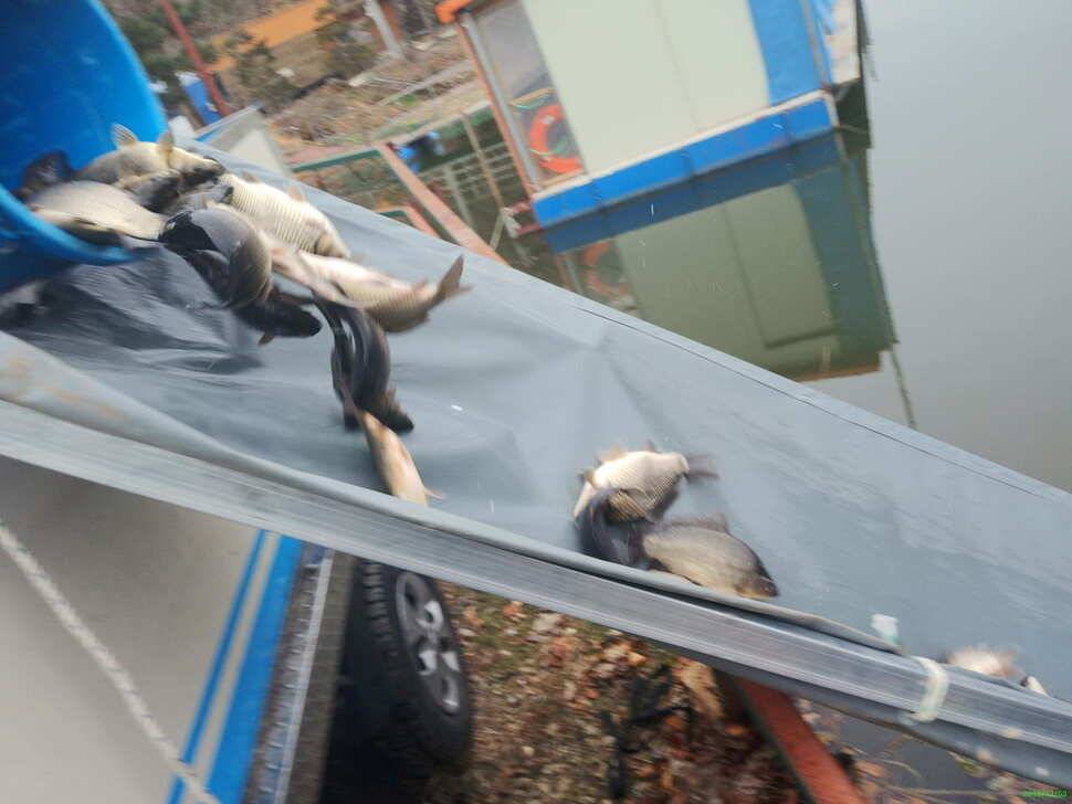 겨울붕어낚시 양평 수곡낚시터 고르게 붕어들은 나와주네요 (유료터정보 - 유료터점주조황)