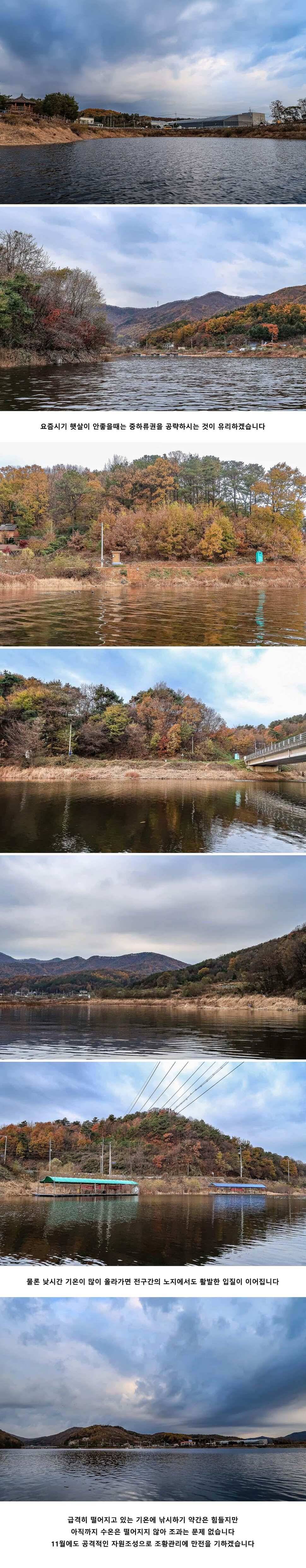 안성 두메낚시터 11월 15일 조황정보 (유료터정보 - 유료터점주조황)