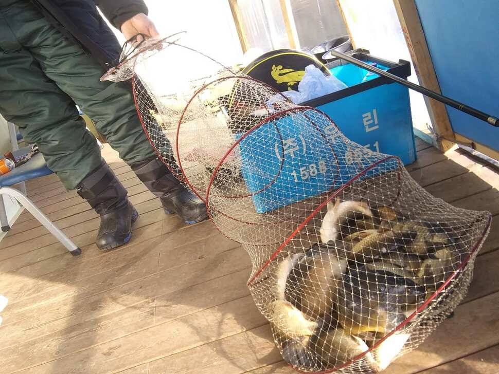 양평 힐링 수곡낚시터 붕어조황이 좀더 좋아졌습니다 (유료터정보 - 유료터점주조황)