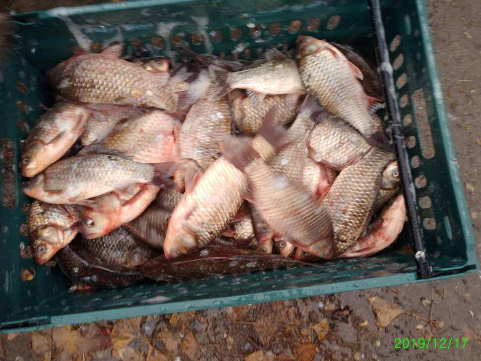 수곡낚시터 토종붕어 대량 방류 완료 및 붕어 조황도 좀더 좋아지네요 (유료터정보 - 유료터점주조황)
